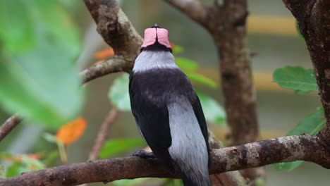 Coleto,-sarcops-calvus-perching-on-tree-branch,-chirping-amidst-the-lush-tree-canopy-of-its-natural-habitat,-wondering-around-its-surroundings,-close-up-shot