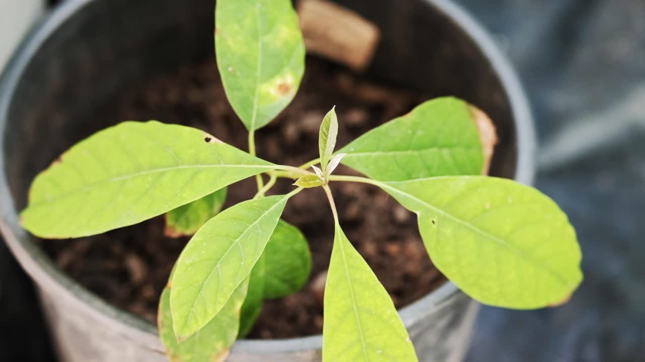 Un árbol de aguacate joven plantado en una maceta de plástico negra.