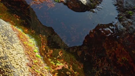 primer plano, algas y algas que crecen en las rocas costeras, diversas plantas marinas