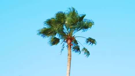 slow motion palm tree blowing in wind with blue sky background, low angle