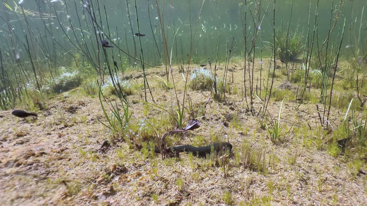 Horse leech (Haemopis sanguisuga) moving at the bottom of a pond on a sunny day. Estonia.
