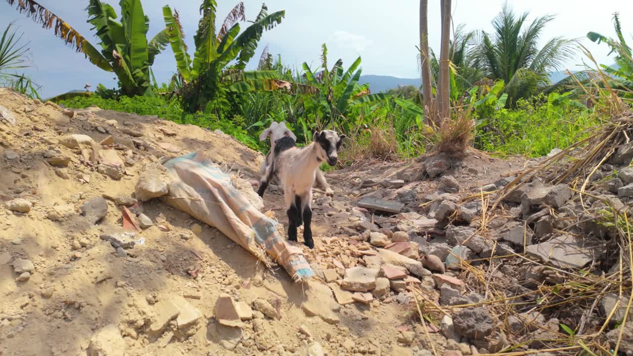 A young cute black and white goat newborn stands on rubble while its mother watches in the shade of palm trees - Venezuela