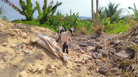 a young cute black and white goat newborn stands on rubble while its mother watches in the shade of palm trees - venezuela