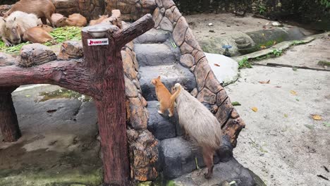 capybara and cat at the zoo