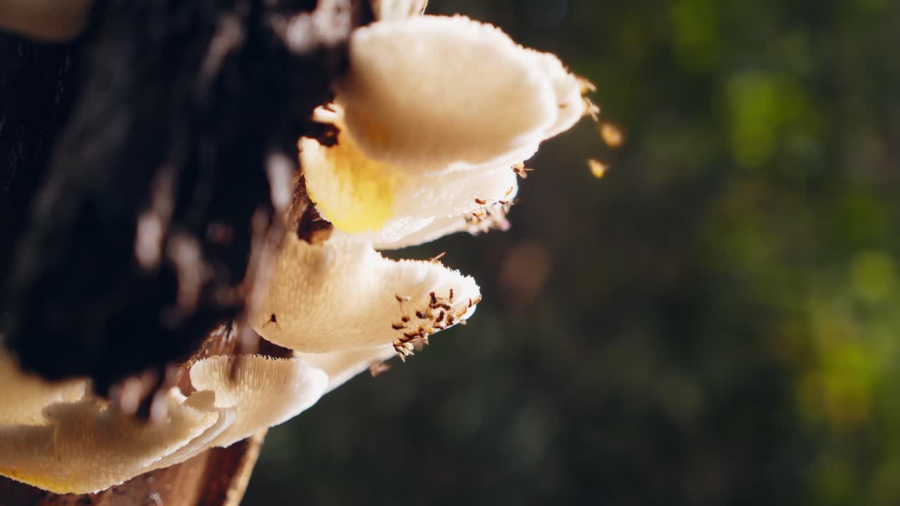 toma panorámica de hongos comiendo moscas en hongos de árboles blancos en la selva amazónica, perú
