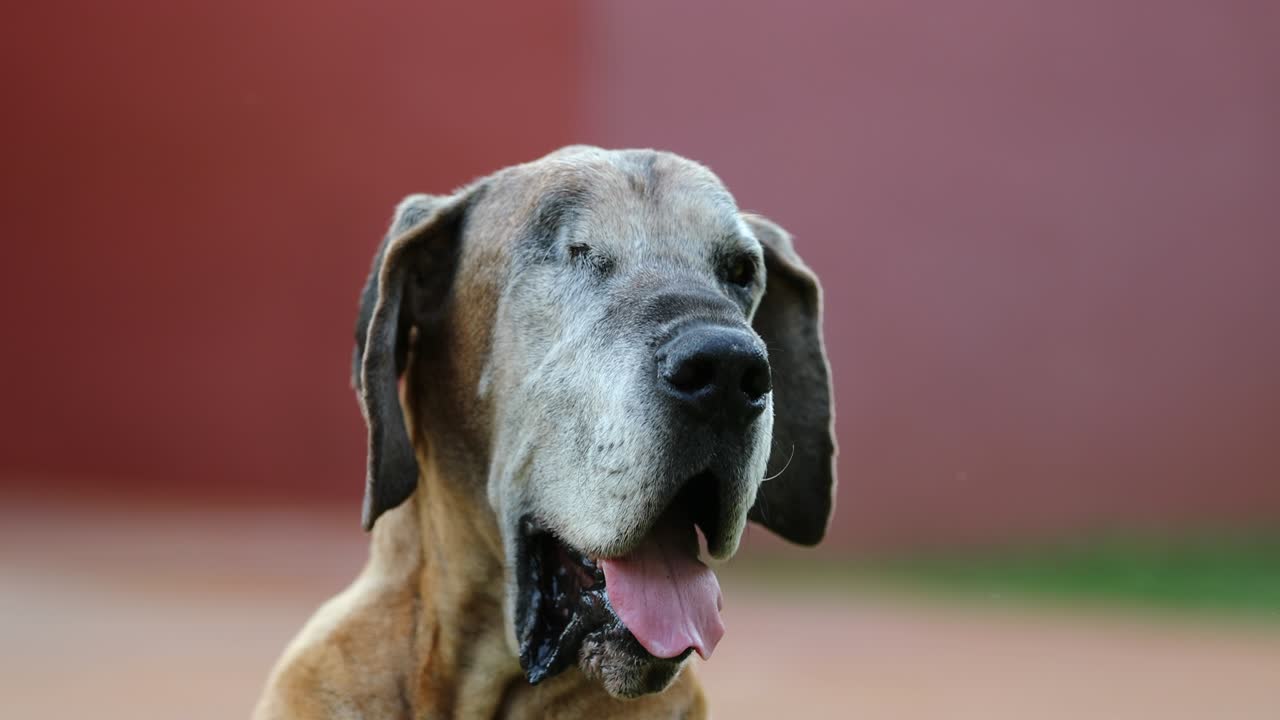 perro de un solo ojo en 4k. perro de gran danés de pura raza con un solo ojo