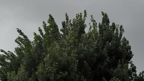 tall trees are violently shaken and buffeted as thick grey clouds speed by in the background during storm ellen