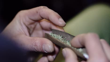 close-up-male-hands-spreading-the-weed-in-a-pure-haze-blunt-before-he-rolls-up