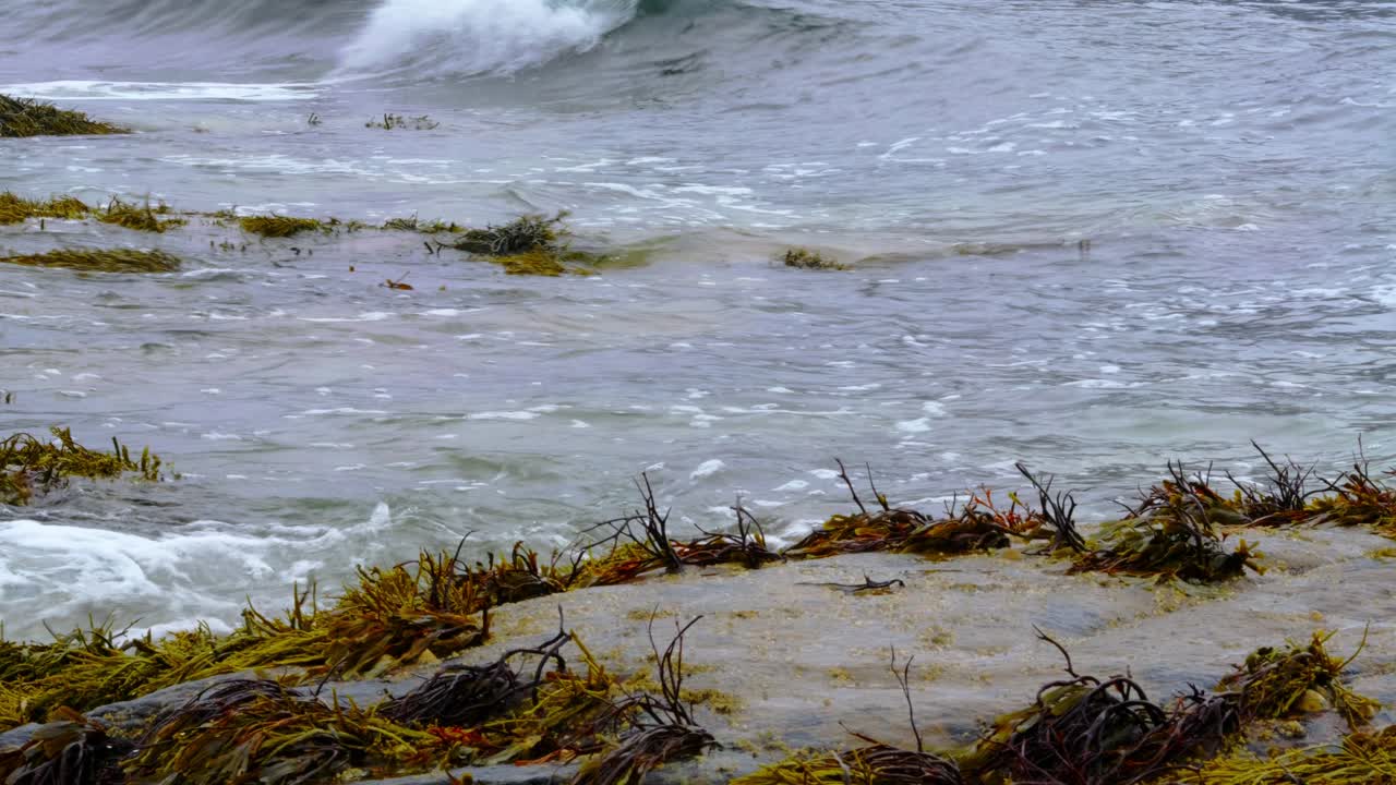 близкий вид волн, бьющихся о скалы, покрытые морскими водорослями