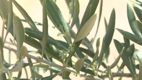 olive tree branches with leaves