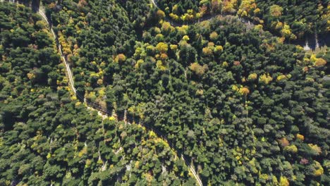 Top-down-drone-view-above-an-alpine-forest-in-autumn