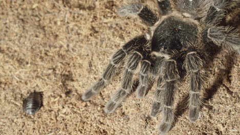 tarantula in the dirt with a cockroach