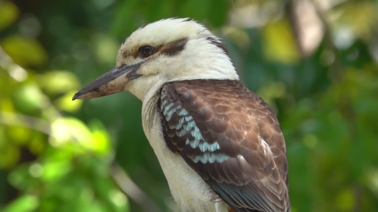 pájaro descansando en una rama