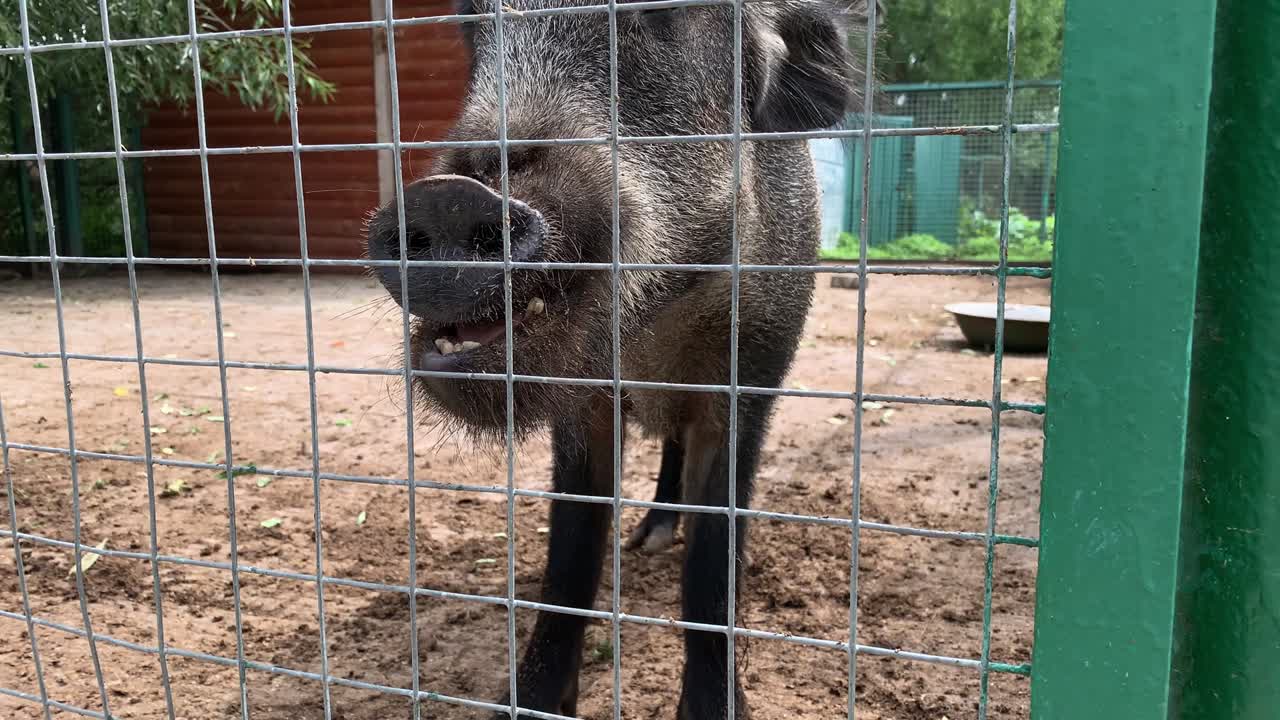 Hungry, weak and sick unhappy wild pig hog boar locked in a cage behind a metal fence and wants to go home, rescue of wild animals in captivity