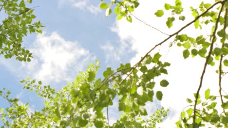 trees and clouds on a sunny day