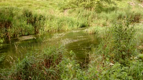 Aufnahme-Der-Flusstaube-Mit-Im-Fluss-Wachsendem-Laub-Und-Weißen-Blüten