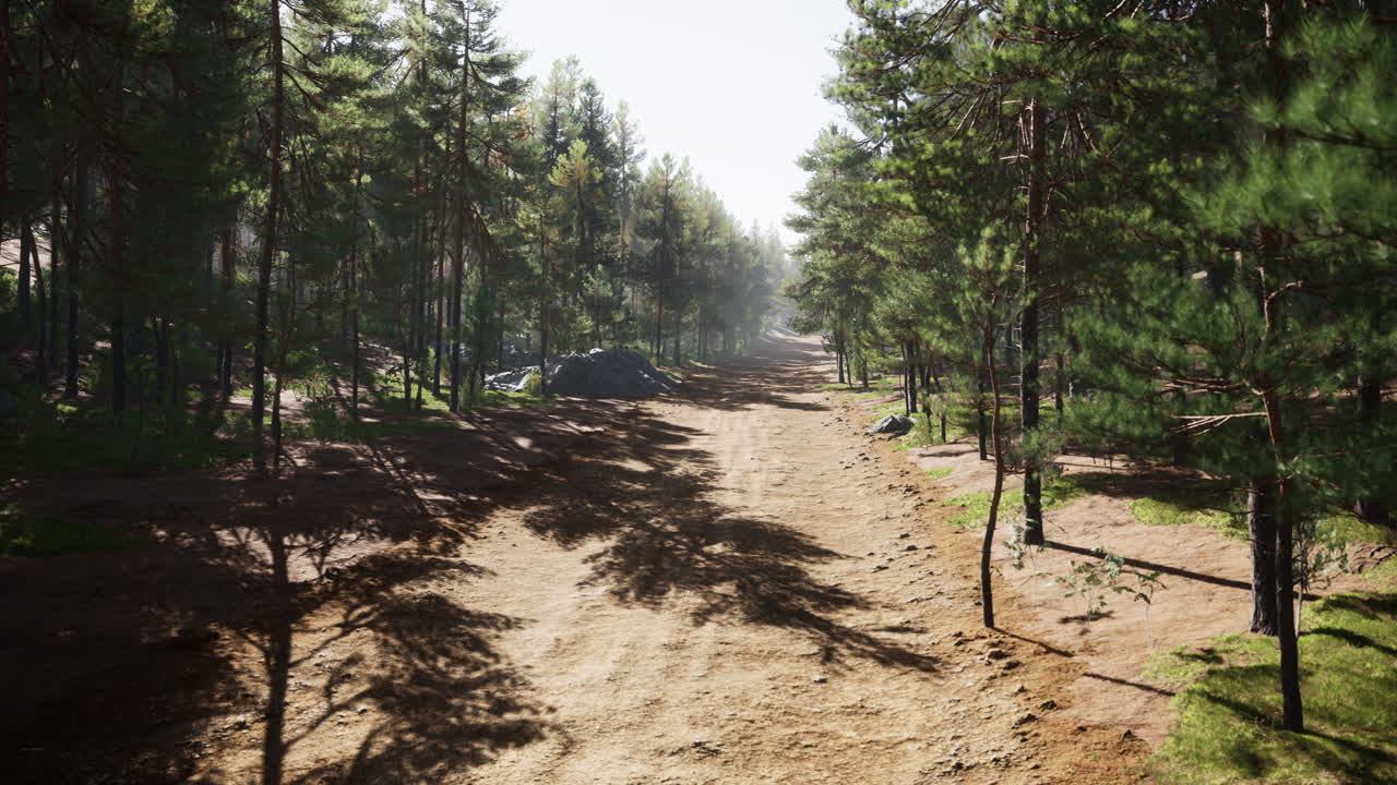 sendero de colorado entre los pinos con las montañas