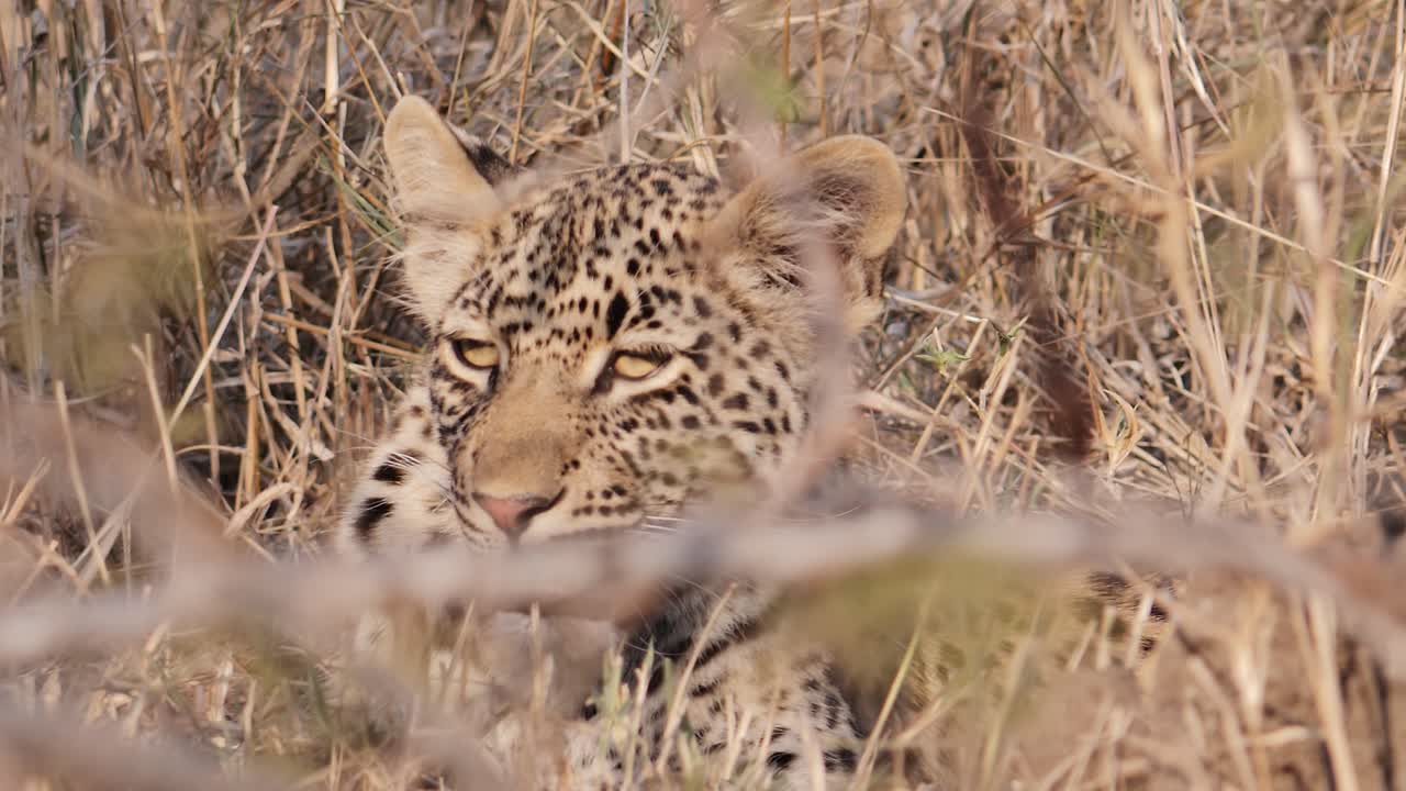 leopardo escondiéndose en la alta hierba seca en la sabana de áfrica, filmado a nivel de los ojos