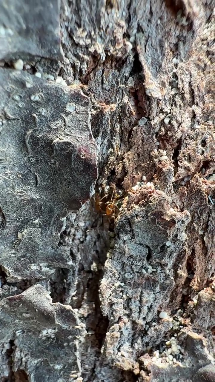 Primo piano di formiche indaffarate che strisciano su corteccia d'albero ruvida