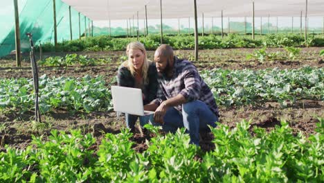 Video-of-diverse-female-and-male-with-laptop-in-greenhouse-on-sunny-day