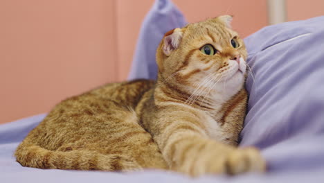 scottish fold cat on a bed