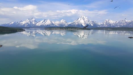 Aerial-4K-slow-mo-60fps-of-flock-of-birds-in-Grand-Teton-National-Park,-Wyoming,-USA