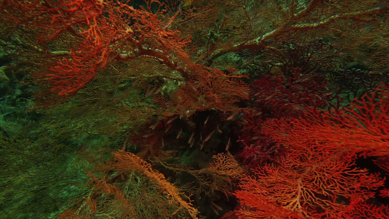 la jungla del inframundo