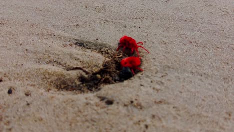 small pair of red velvet mites trombidiidae burrow and crawl on sandy soil earth