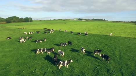 cows in the countryside