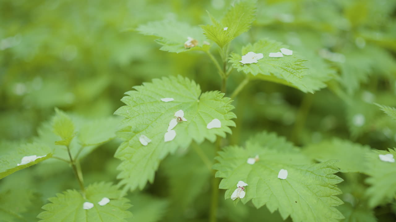 Close-up view of nettles with small white flowers