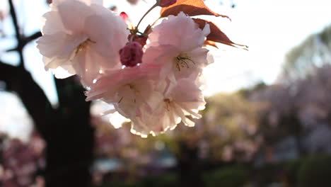 Primer-Plano-De-La-Flor-De-Sakura-Yamazakura-En-El-Viento-Con-Un-Destello-De-Lente-Naranja-Al-Atardecer