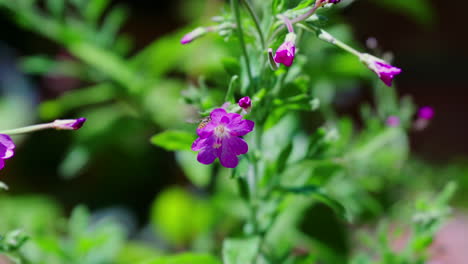 Biene-Auf-Der-Suche-Nach-Nektar-Auf-Den-Blumen-Im-Garten