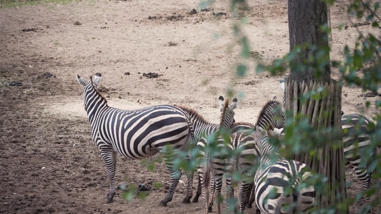Famiglia di zebre in piedi che si guarda intorno, vista statica