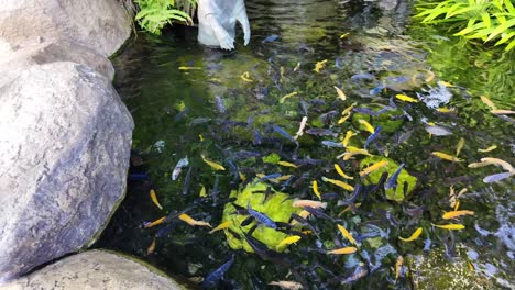 fish pond in garden