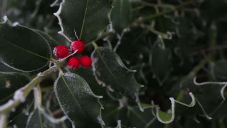 winter plant while the temperature is below zero