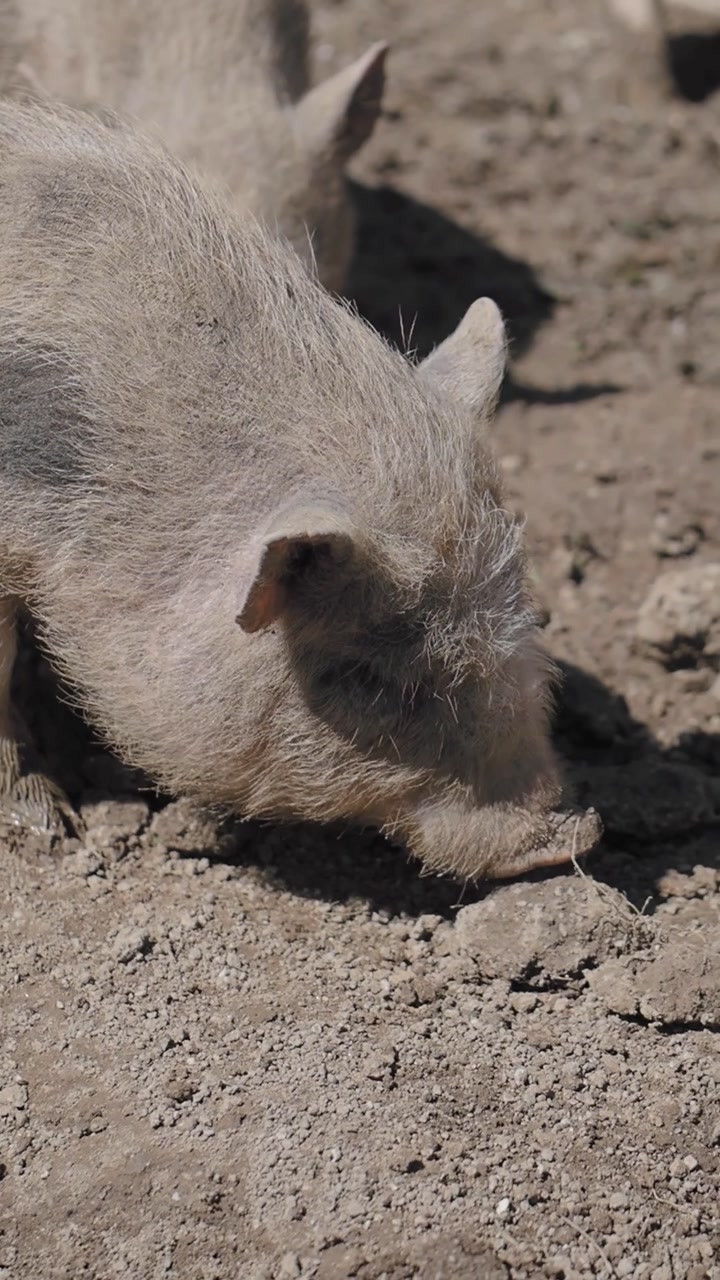 Close-up of a Piglet Rooting in Dry Dirt on a Farm