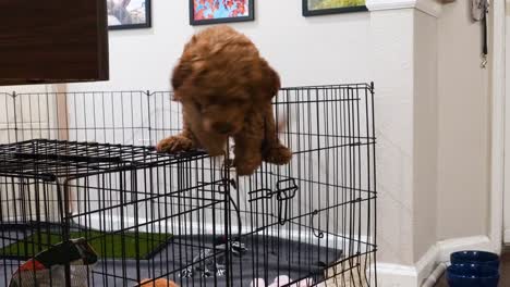 adorable mini goldendoodle puppy climbs and escapes out of her pen, home alone she breaks out and jumps into livingroom