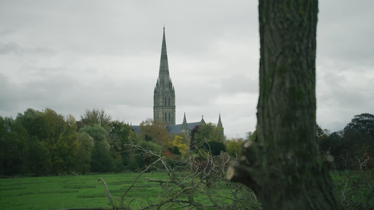 Salisbury Domkirkes spir set over en åben mark, delvist indrammet af et træ med omgivende grønne områder i et naturligt landskab.