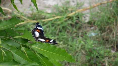 las mariposas se posan sobre las hojas verdes del jardín.