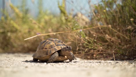 un primer plano de la tortuga de hermann bajo el sol en kos, grecia.