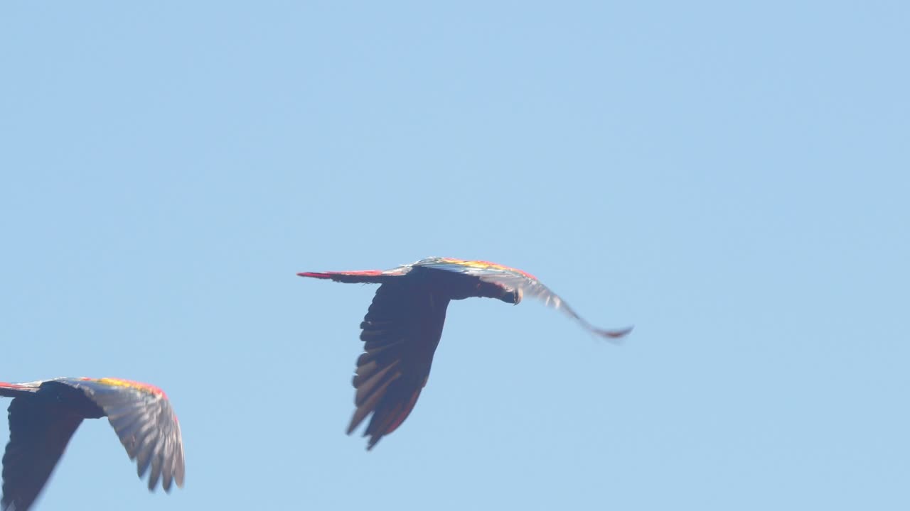 Brilliant Scarlet Macaw duo flies in perfect harmony against a blue sky over Peru’s rainforest.