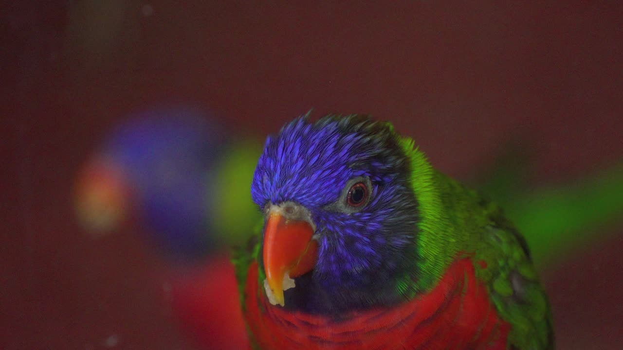 4k close view of a vibrant and colorful Rainbow Lorikeet parrot eating some food. Birdwatching, parrot in captivity