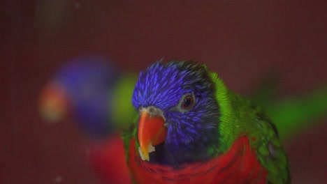 4k close view of a vibrant and colorful rainbow lorikeet parrot eating some food. birdwatching, parrot in captivity