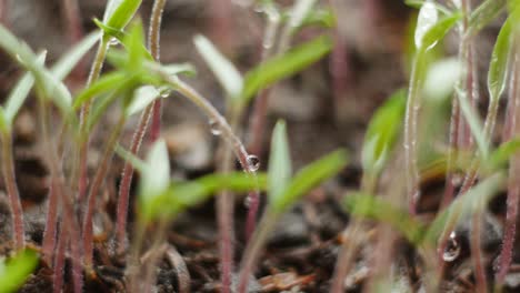 seedlings tomatoes. small, soon sprouted