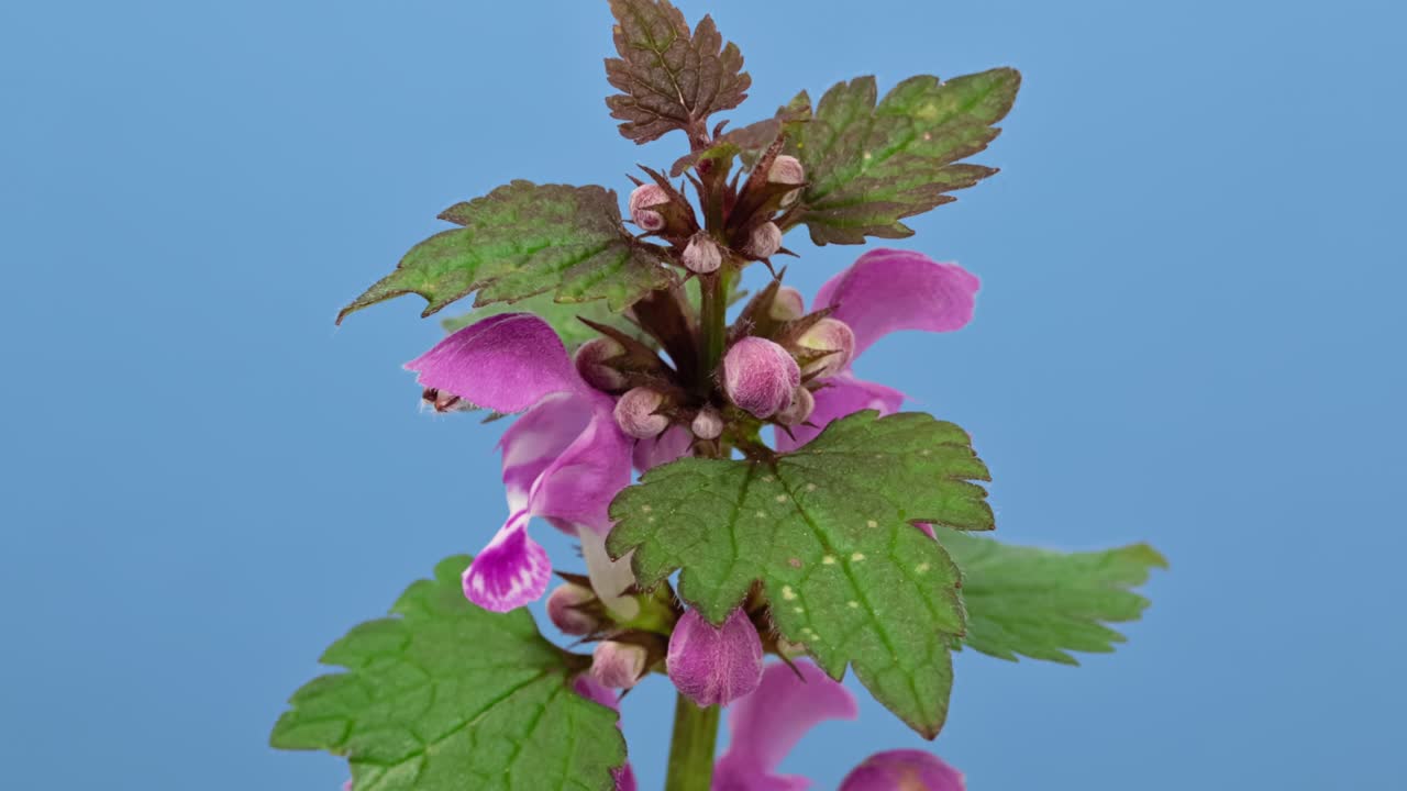 보라색 대천사 (lamium purpureum 또는 빨간 죽은 nettle 또는 빨간 henbit) 봄 야생 꽃 클로즈업, 블루 스크린에 고립