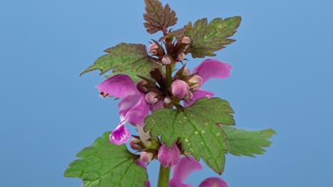 purple archangel (lamium purpureum or red dead-nettle or red henbit) spring wild flowers close-up, isolated on blue screen