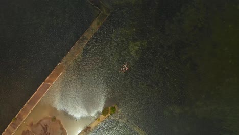 amazing rocket aerial of flamingos at a salt lake