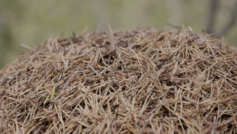 ant hill built from pine needles with visible ants crawling across surface in forest