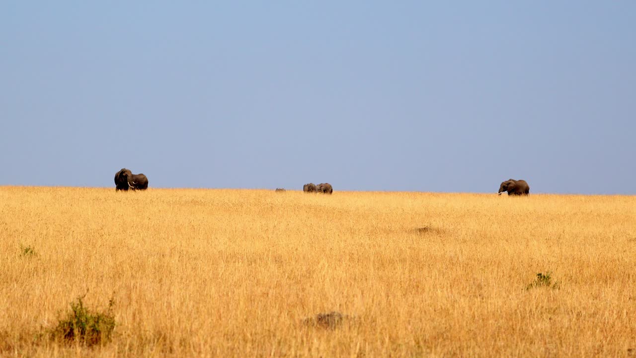 Masai Mara Ulusal Rezervi, Kenya, Doğu Afrika'da Afrika savan filinin uzaktan görünümü.