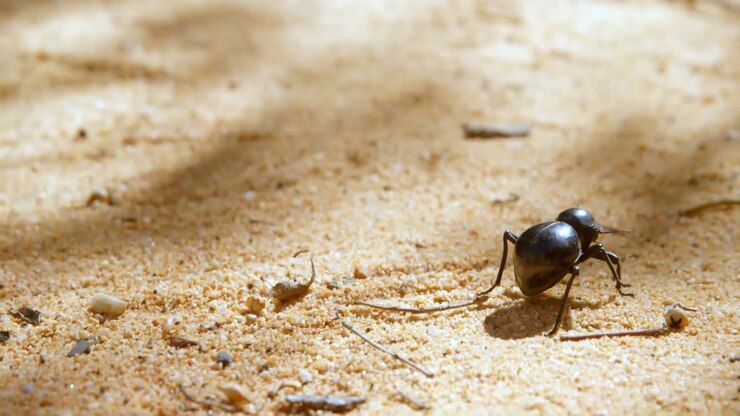 Scarabeo che striscia sulla sabbia 4k